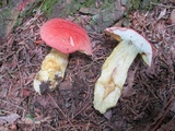 Boletus miniato-olivaceus image