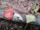 Boletus miniato-olivaceus image