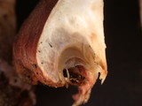 Hygrophorus purpurascens image