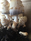 Coprinopsis variegata image