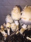 Coprinopsis variegata image