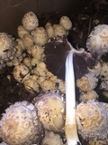 Coprinopsis variegata image