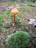 Entoloma quadratum image