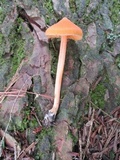 Entoloma quadratum image