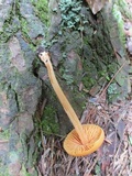 Entoloma quadratum image