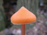 Entoloma quadratum image