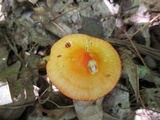 Humidicutis marginata image