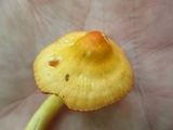 Humidicutis marginata image