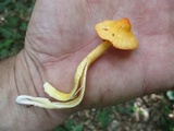 Humidicutis marginata var. marginata image