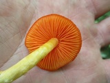 Humidicutis marginata var. marginata image