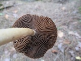Psathyrella delineata image