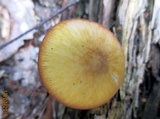 Pluteus leoninus image