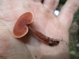 Lactarius camphoratus image