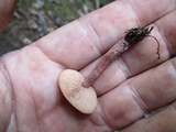 Lactarius camphoratus image