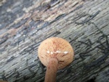 Lactarius camphoratus image