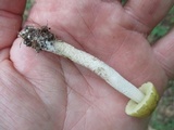 Leccinum luteum image