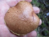 Suillus acidus image