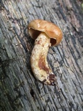 Suillus acidus image