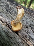 Suillus acidus image