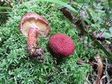Suillus spraguei image