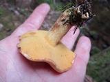 Suillus subaureus image