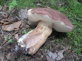 Tylopilus rubrobrunneus image