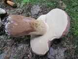Tylopilus rubrobrunneus image