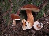 Xanthoconium affine image