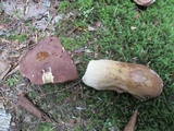 Tylopilus rubrobrunneus image