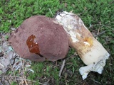 Tylopilus rubrobrunneus image