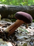 Tylopilus badiceps image