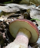 Tylopilus badiceps image