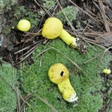 Pulveroboletus ravenelii image