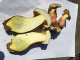 Baorangia bicolor image