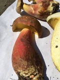 Baorangia bicolor image