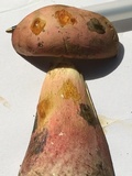 Baorangia bicolor image