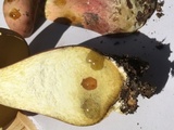 Baorangia bicolor image