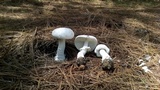 Amanita polypyramis image