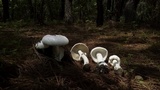 Amanita polypyramis image