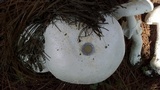 Amanita polypyramis image