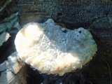 Fomitopsis spraguei image