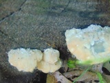 Fomitopsis spraguei image