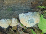 Fomitopsis spraguei image
