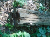 Fomitopsis spraguei image