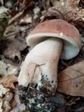 Tylopilus badiceps image