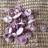 Clitocybe tarda image