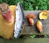 Lanmaoa pseudosensibilis image