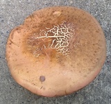 Lanmaoa pseudosensibilis image