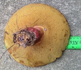 Lanmaoa pseudosensibilis image