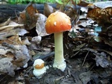 Amanita parcivolvata image